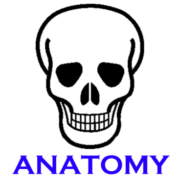 Anatomy Badge